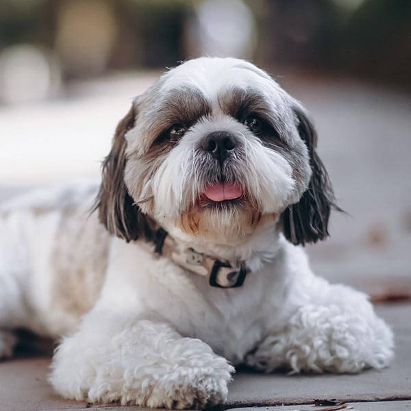 Pet Care