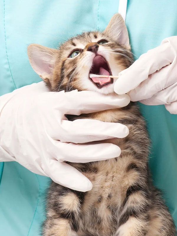 Dental Services