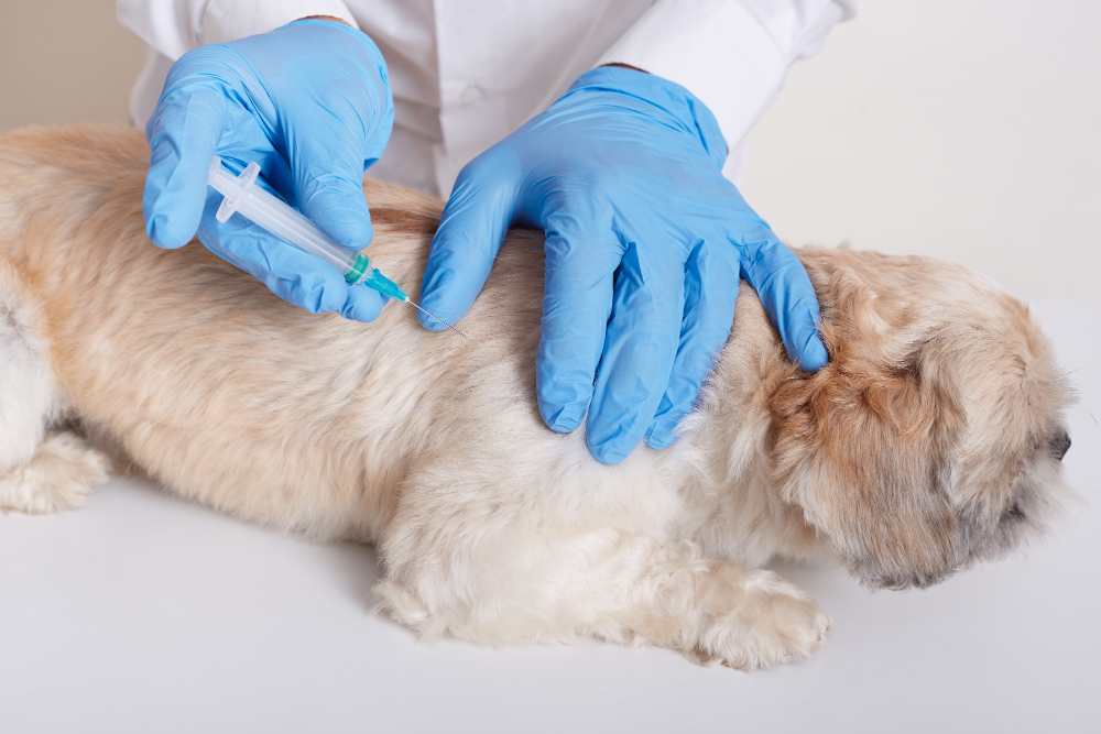 Preventive Care & Vaccinations